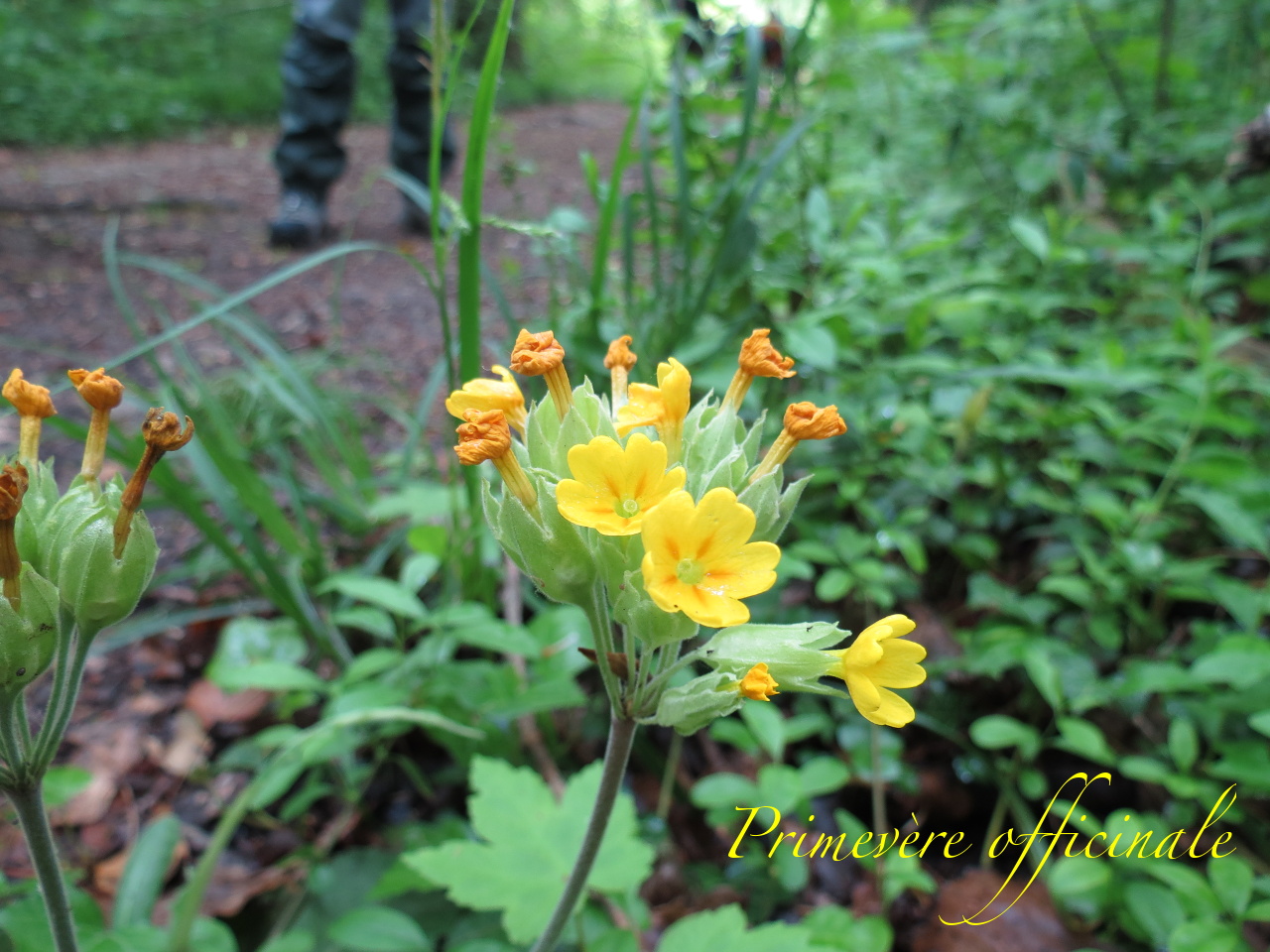 Primula veris 4024t
